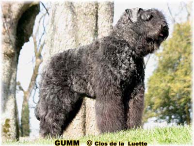 GUMM © Elevage de bouviers des flandres du Clos de la Luette specialisé pour le bouvier des flandres Copyrigth depose